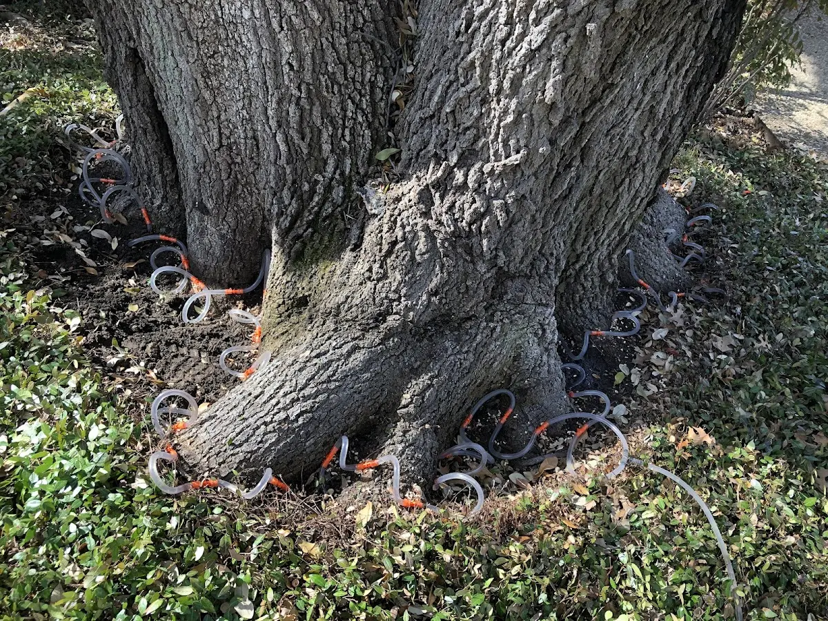 Detailed Tree Cabling and Bracing job site in Kettlersville