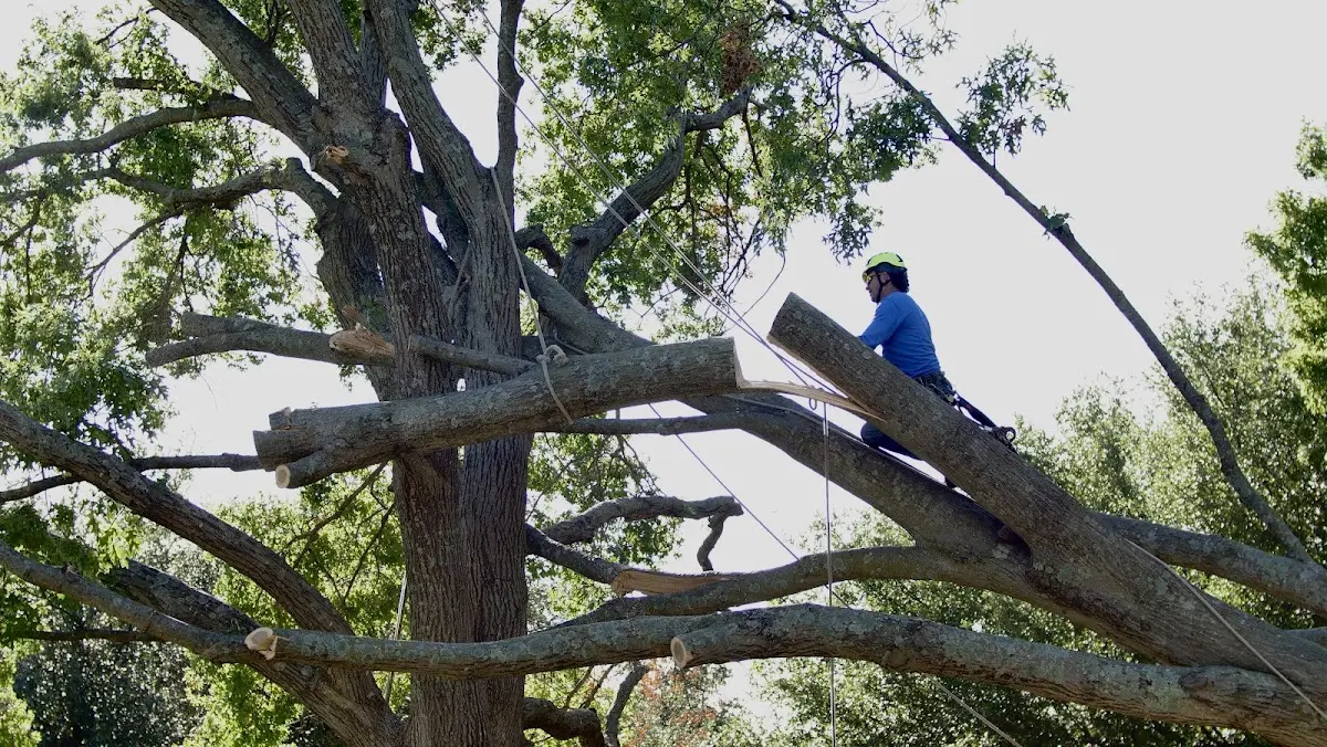 Professional Hazardous Tree Removal performed by certified arborists in Kettlersville