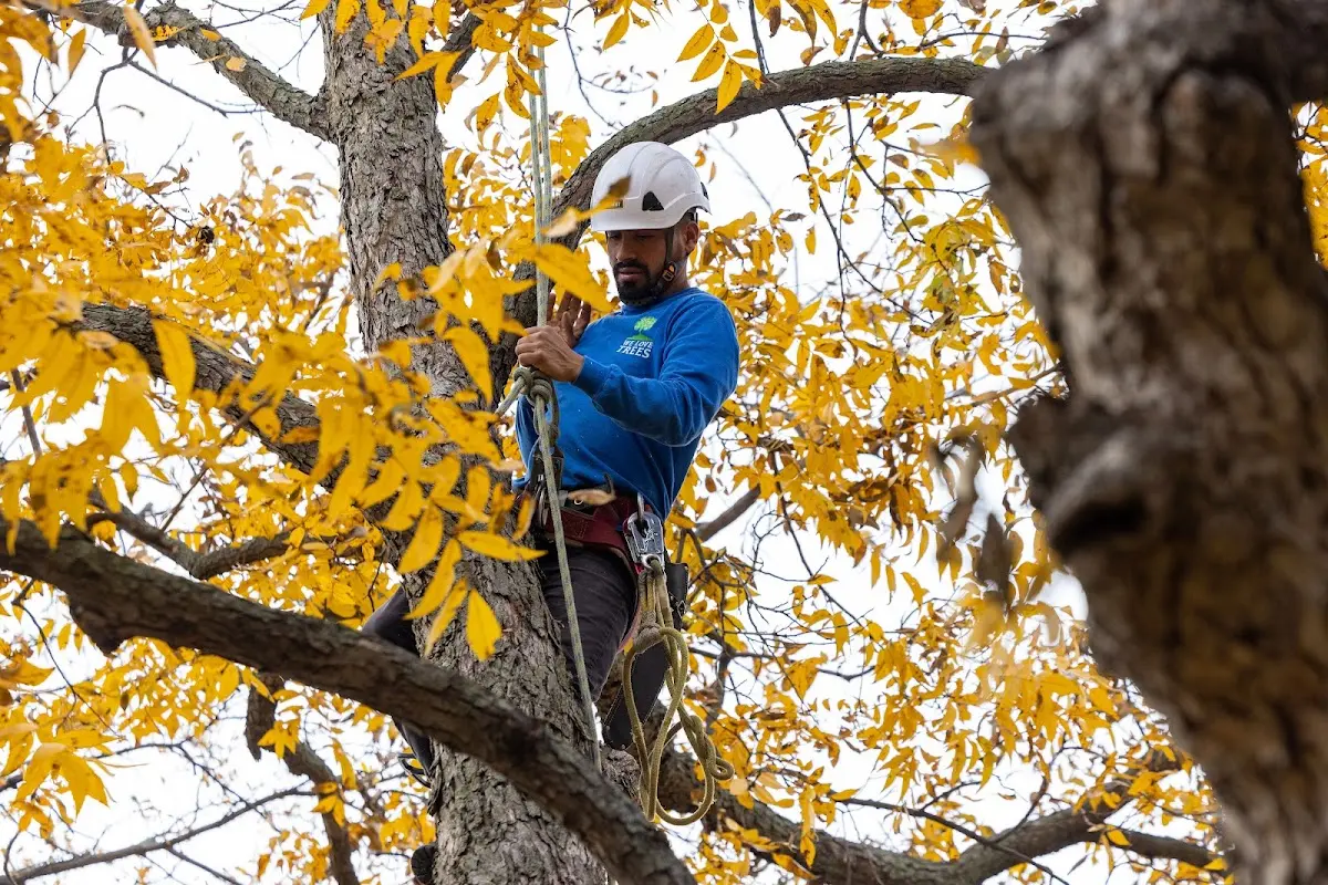 Skilled Tree Pruning crew working in Kettlersville